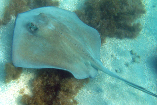 Southern Stingray j