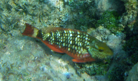 Stoplight Parrotfish