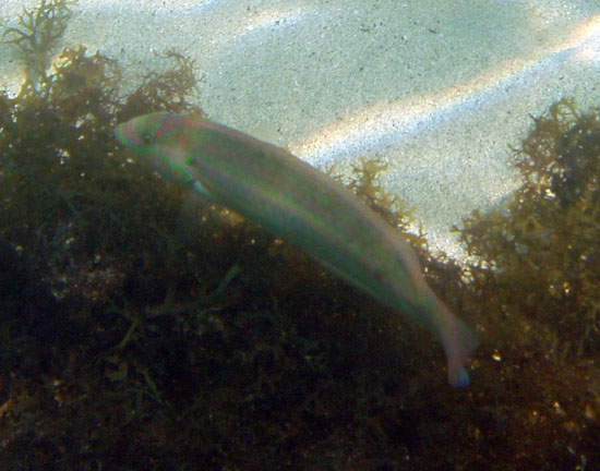 Striped Parrotfish