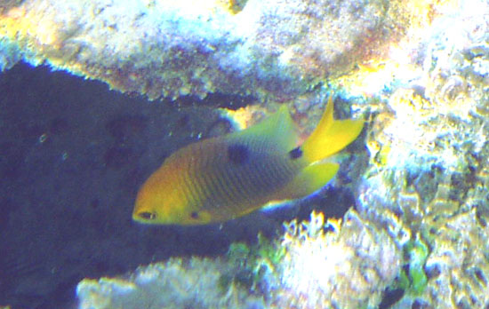 Threespot Damselfish (0170