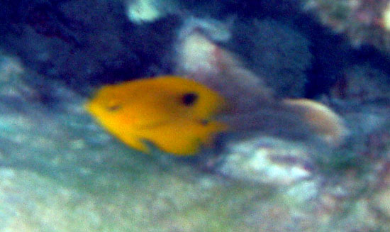 Threespot Damselfish (Juv)