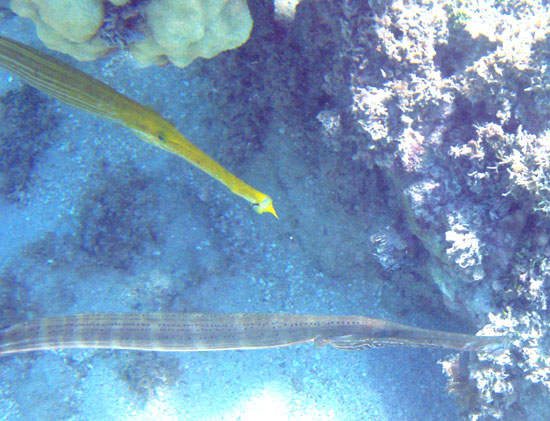 Trumpetfish (Y & Br phase)