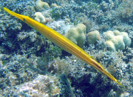 Trumpetfish (Yellow phase)