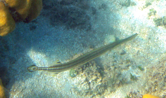 Trumpetfish aa