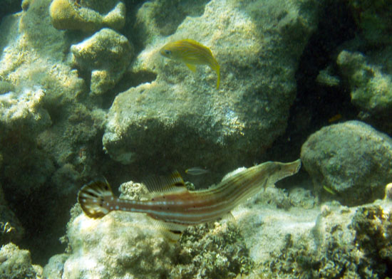 Trumpetfish b