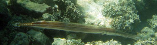 Trumpetfish