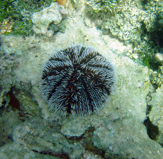 Urchin