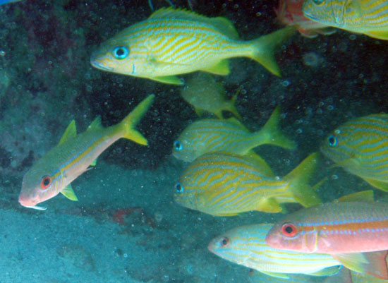 Yellow Goatfish & Sc#10183