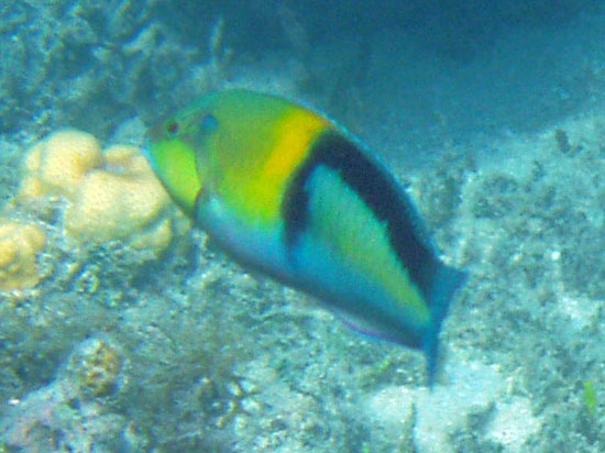 Yellowhead Wrasse b