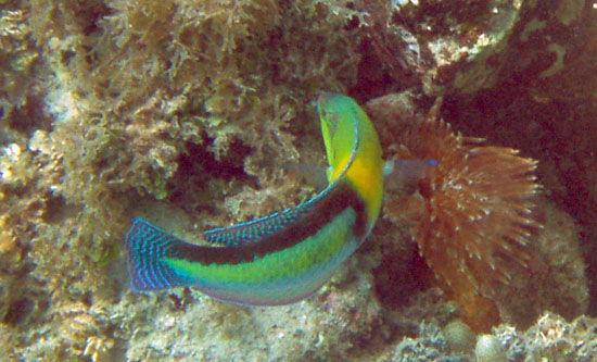 Yellowhead Wrasse