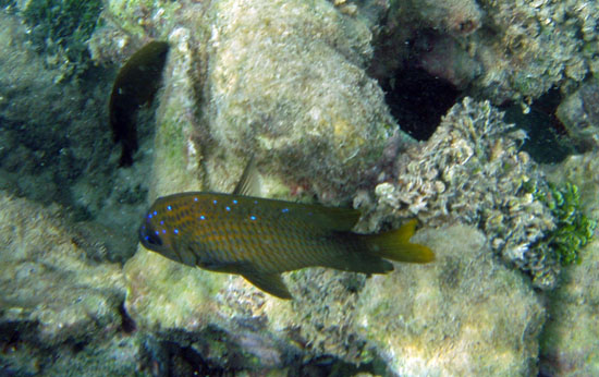 Yellowtail Damselfish m