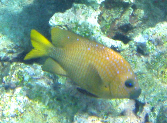 Yellowtail Damselfish