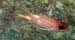 Longspine Squirrelfish