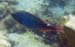 Redband Parrotfish c