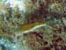 Sharpnose Puffer