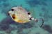 Smooth Trunkfish  g