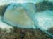 Southern Stingray i