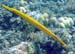 Trumpetfish (Yellow phase)