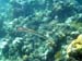 Trumpetfish c