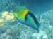 Yellowhead Wrasse b