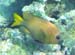 Yellowtail Damselfish