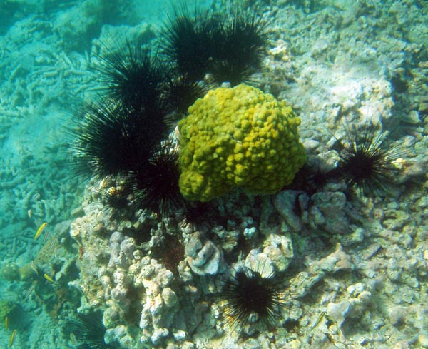 PC090004