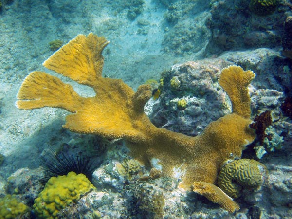 PC090015