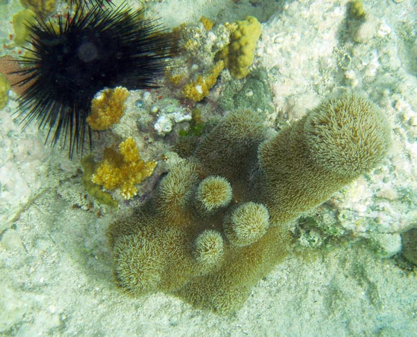PC090028