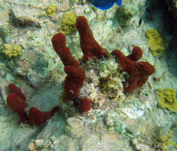 PC090029