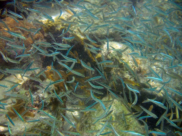 Silversides b