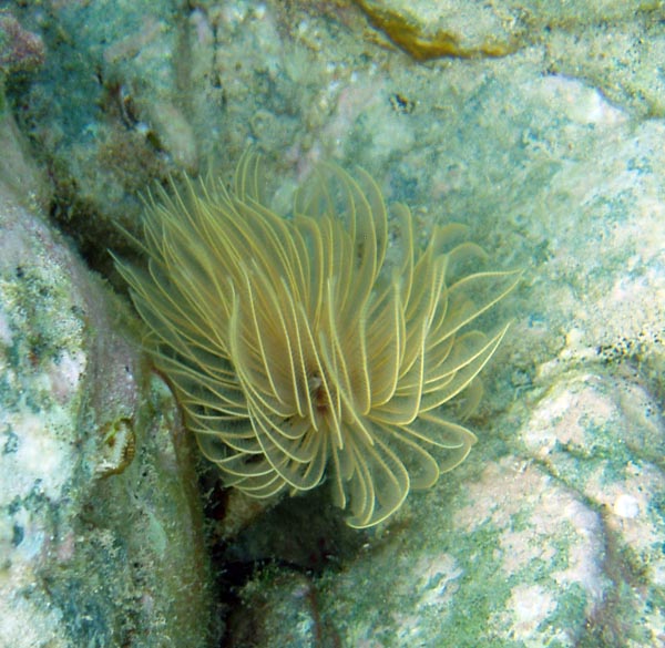 Social Feather Duster