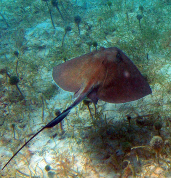 Stingray