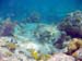 Reef at Gallows