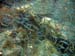 Silversides b