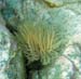 Social Feather Duster