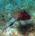 Stingray