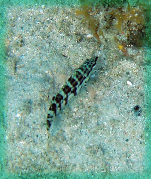 Barfin Blenny (?)