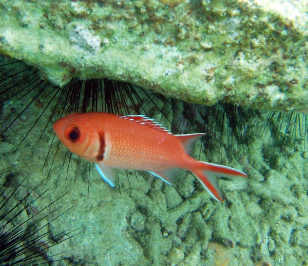 Blackbar Soldierfish b