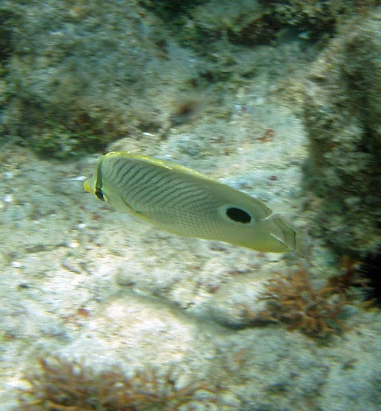 Foureye Butterfly Fish