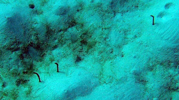 Garden Eels