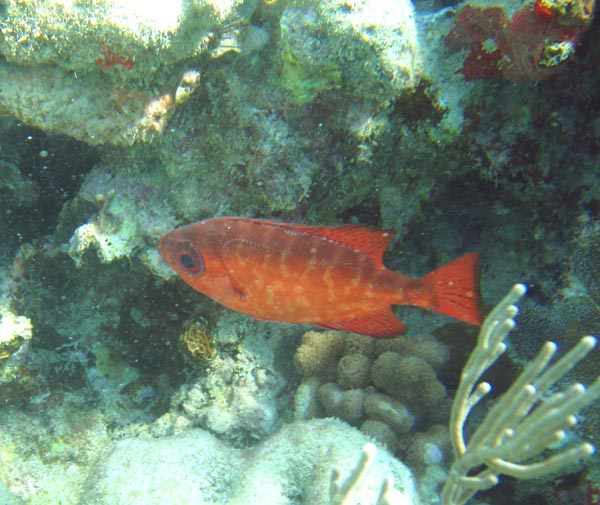 Glasseye Snapper Juvenile