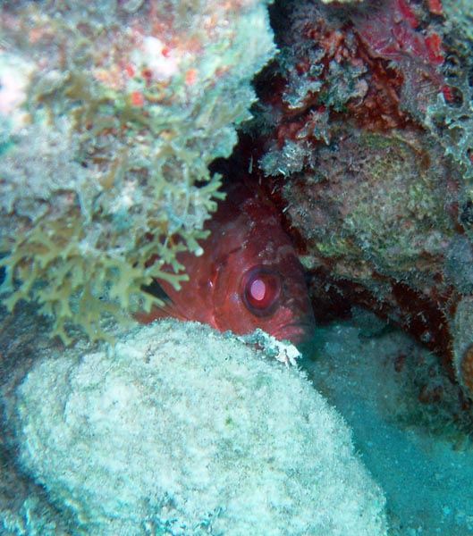 Glasseye Snapper peeking