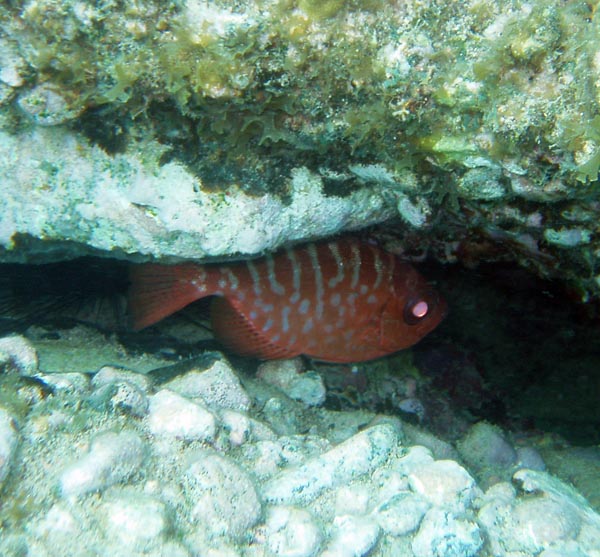 Glasseyed Snapper