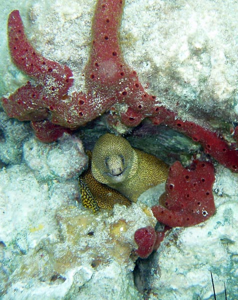 Goldentail Moray Eel e
