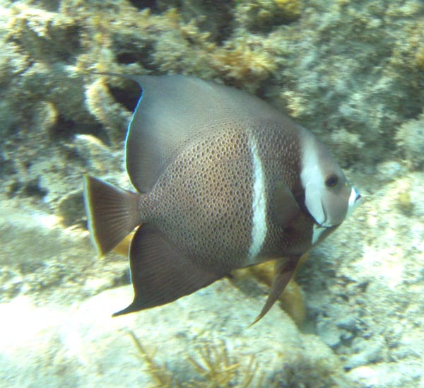 Gray Angelfish - Int#3371DD