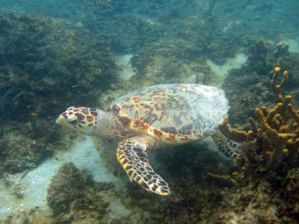Hawksbill Turtle