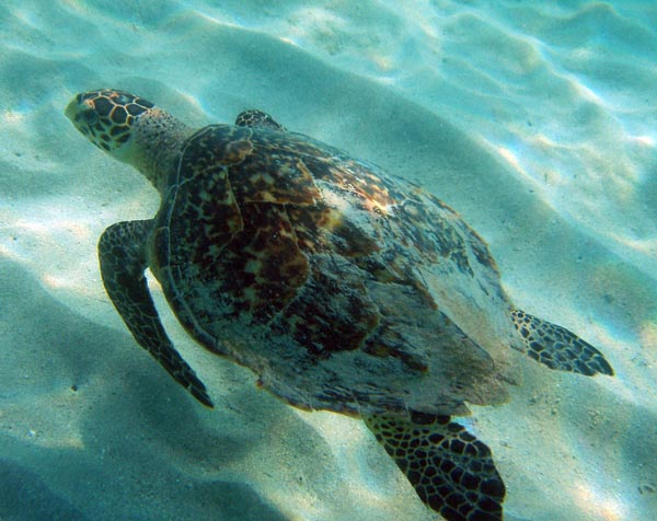Hawksbill turtle  b