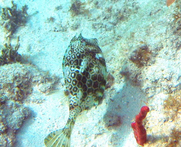 Honeycomb Cowfish c