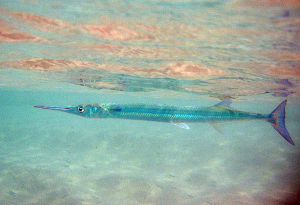 Houndfish