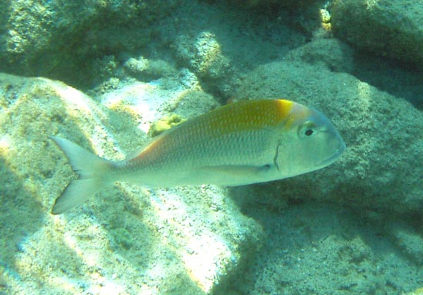 Jolthead Porgy